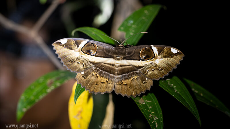 moth