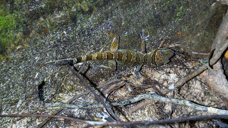 bent toe lizard