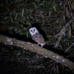 Gallery Thumbnail 26