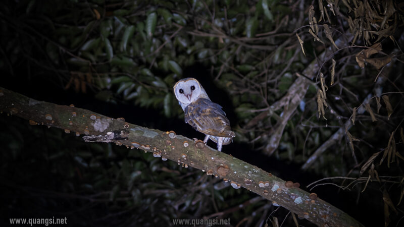 barn owl