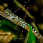 Gallery Thumbnail 27