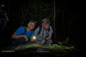 Home Jungle Night Herping in Phu Quoc Island