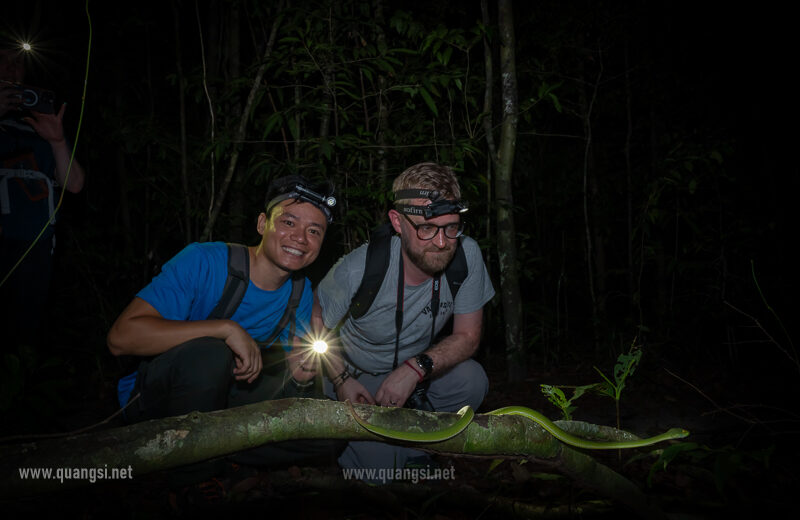 Tours Jungle Night Herping in Phu Quoc Island