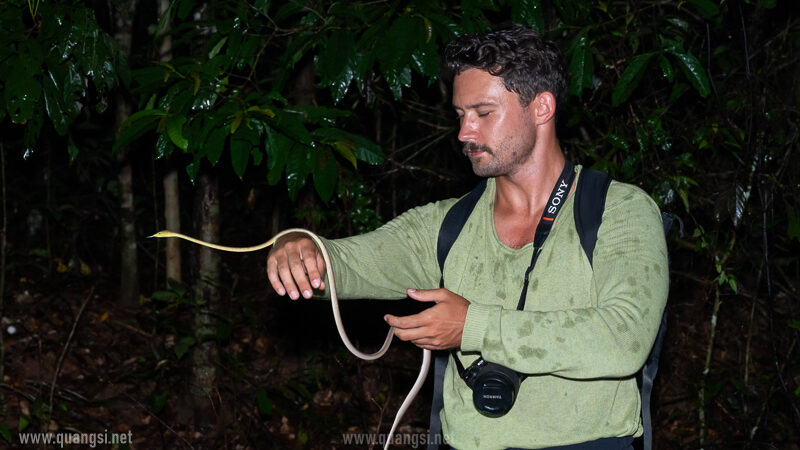 handle a vine snake