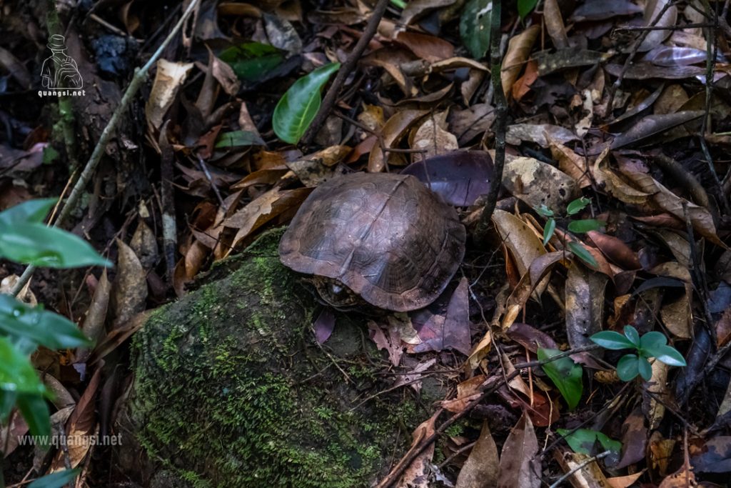 Best Tips for Visiting Phu Quoc National Park