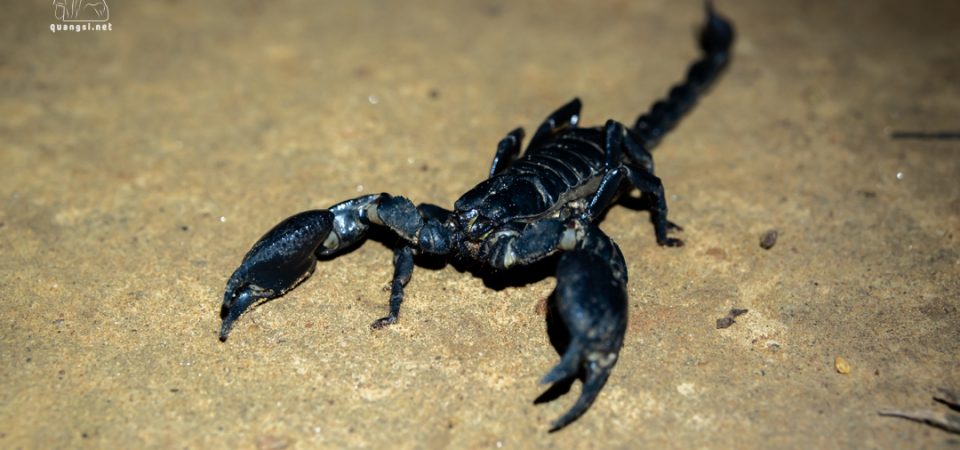 scorpion phu quoc