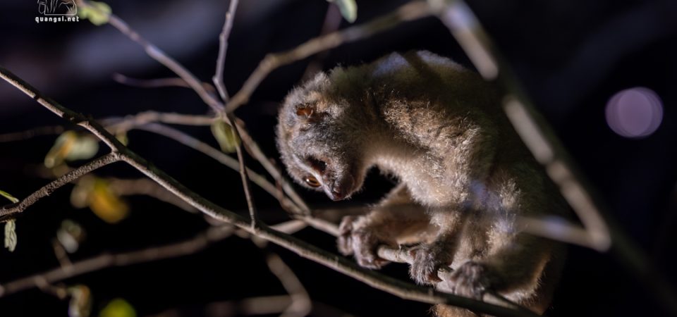 Jungle Night Herping in Phu Quoc Island