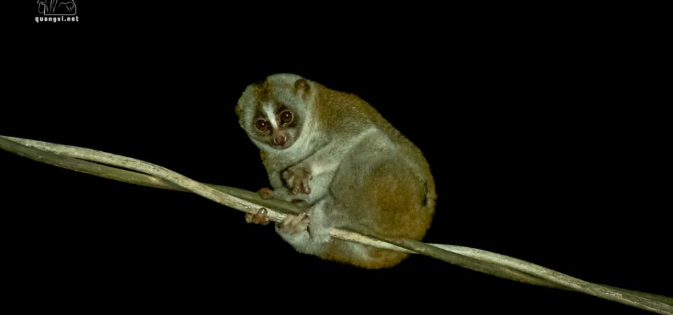 Jungle Night Herping in Phu Quoc Island