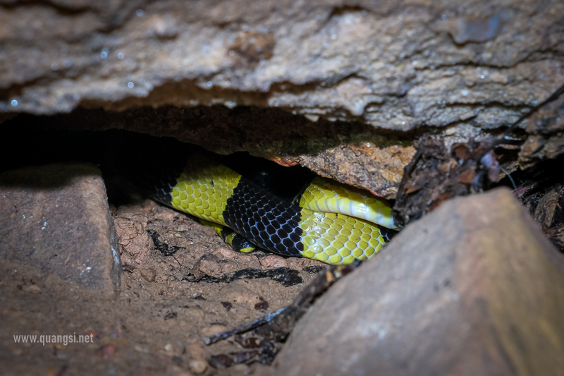 Banded Krait-Bungarus fasciatus