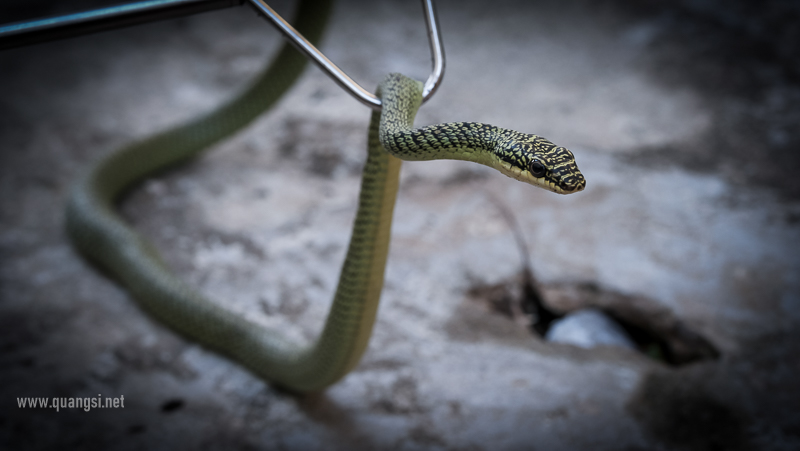 Golden Tree Snake (Chrysopelea ornata)