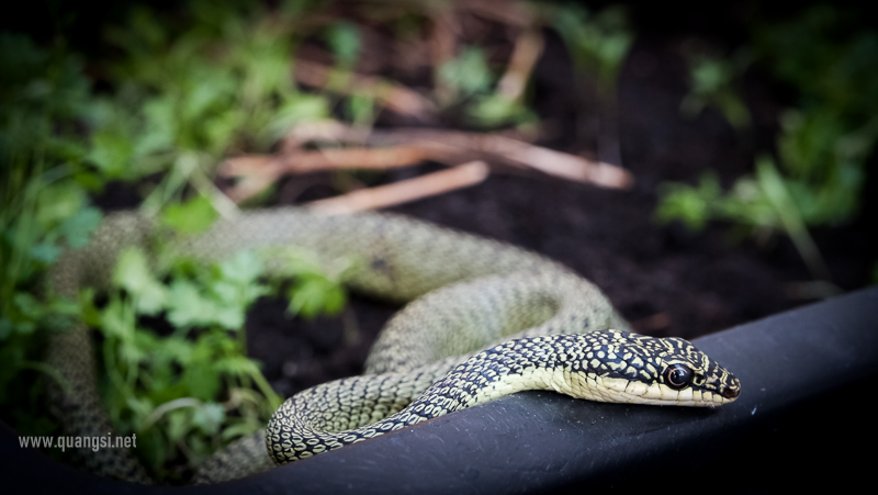 Golden Tree Snake (Chrysopelea ornata)