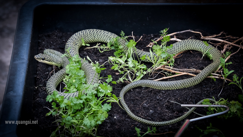 Golden Tree Snake (Chrysopelea ornata)