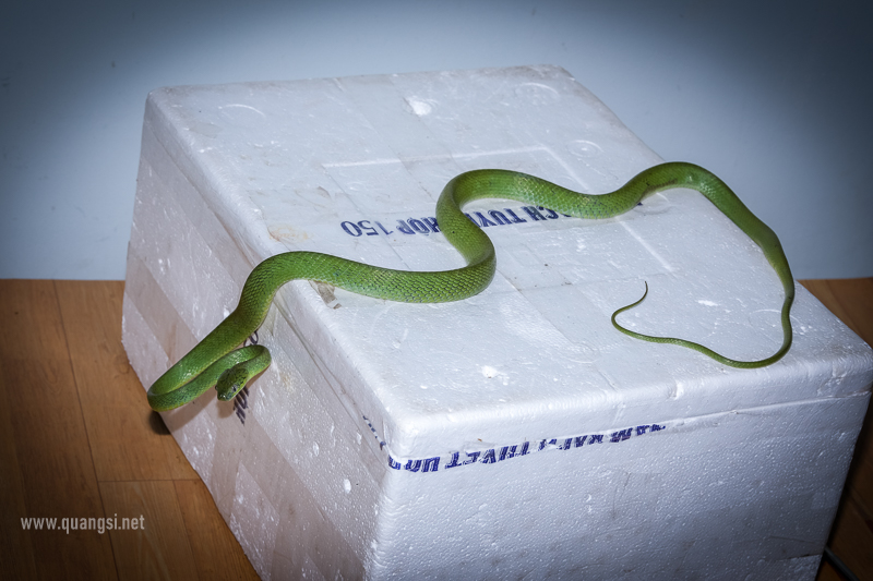 Green Cat Snake (Boiga cyanea)