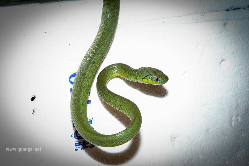 Green Cat Snake (Boiga cyanea)