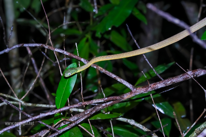 Green Cat Snake (Boiga cyanea)