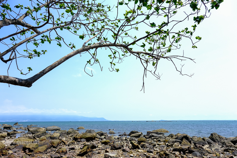 a tree with leaves on a rocky beach