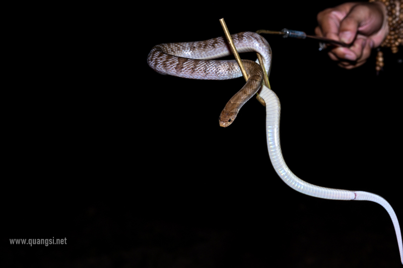 Kukri Snake (Oligodon spp.)