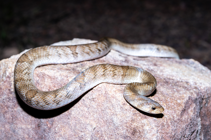 Kukri Snake (Oligodon spp.)