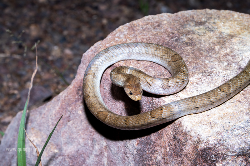 Kukri Snake (Oligodon spp.)