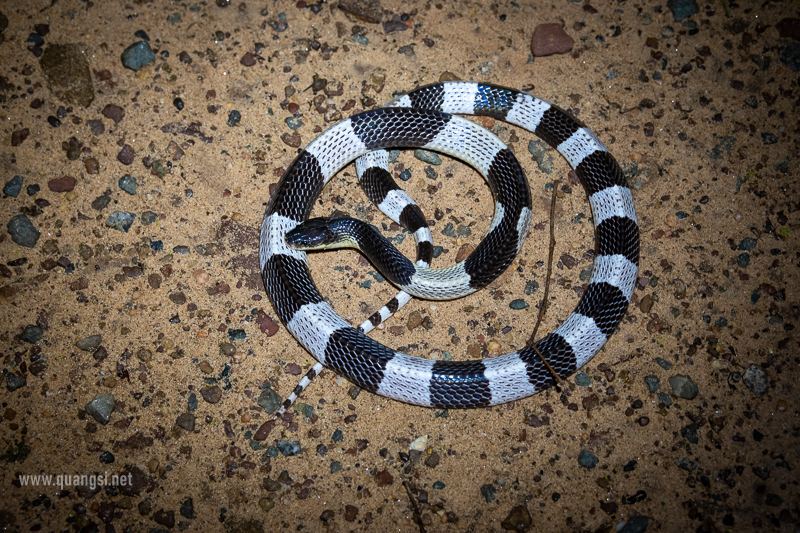 Malaysian Krait (Bungarus candidus)