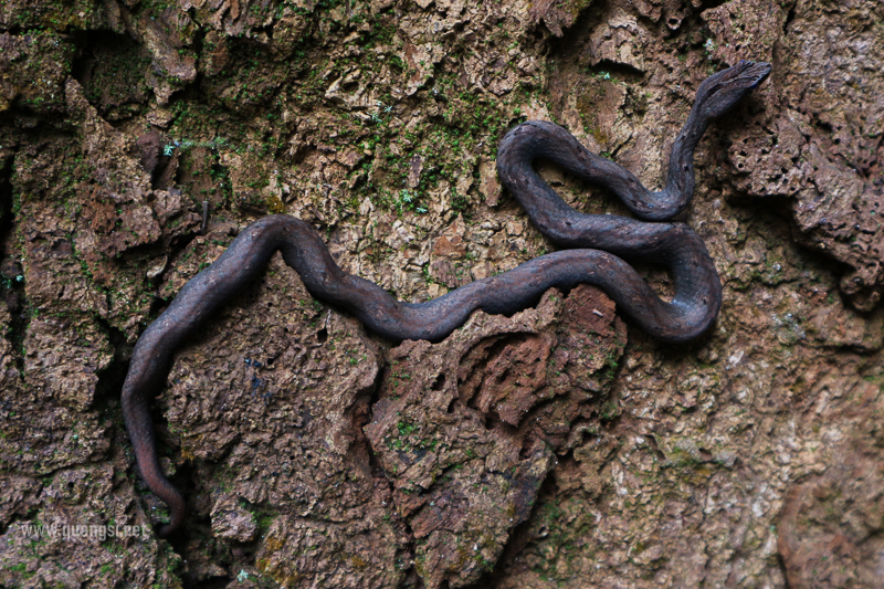 Common Mock Viper (Psammodynastes pulverulentus)