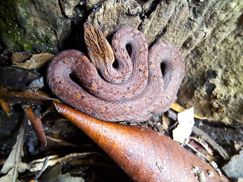 Common Mock Viper (Psammodynastes pulverulentus)