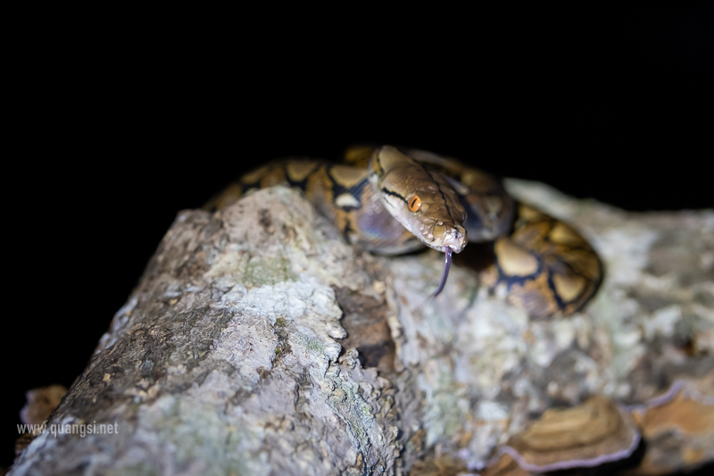 Reticulated Python (Python reticulatus)