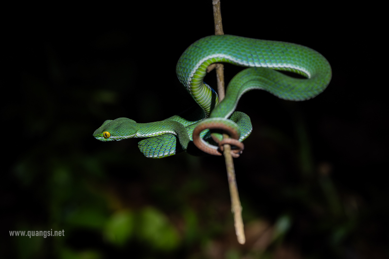 Red-tailed Pit Viper (trimeresurus cardamomensis)