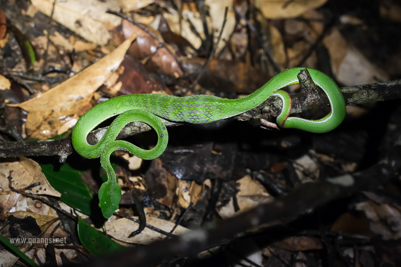 Red-tailed Pit Viper (trimeresurus cardamomensis)