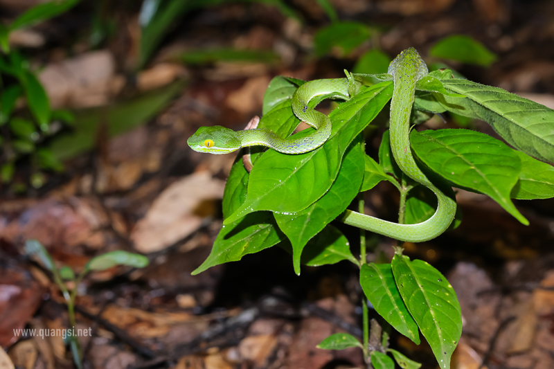 Red-tailed Pit Viper (trimeresurus cardamomensis)