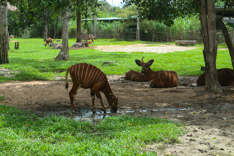 safari phu quoc