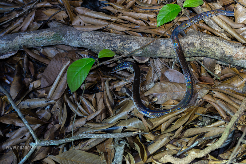 Sunbeam Snake (Xenopeltis unicolor)