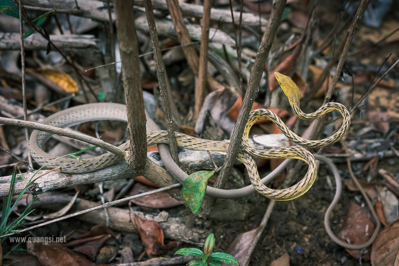 Green Vine Snake (Ahaetulla prasina)