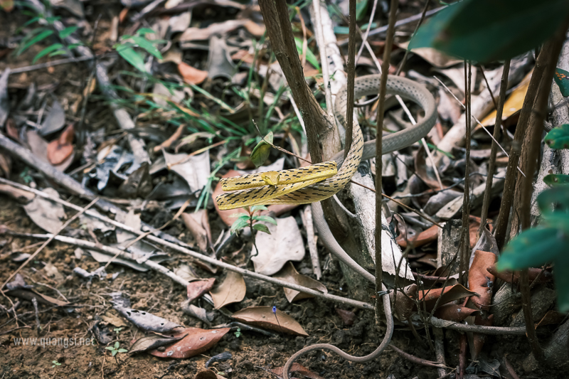 Green Vine Snake (Ahaetulla prasina)