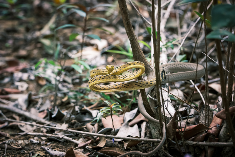 Green Vine Snake (Ahaetulla prasina)