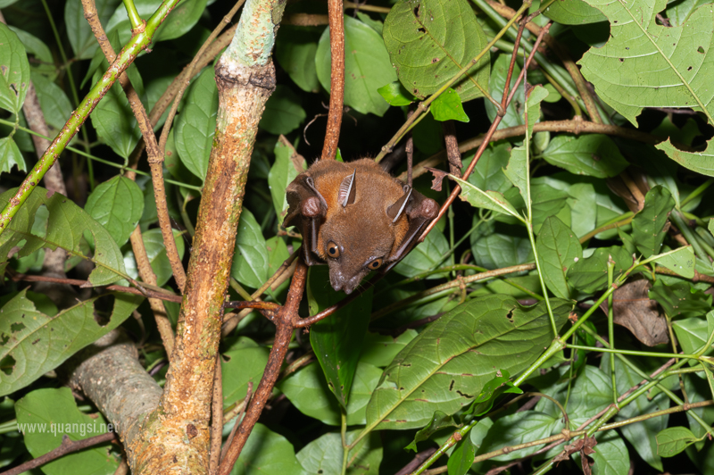 bats in phu quoc