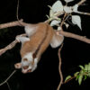 sunda slow loris phu quoc