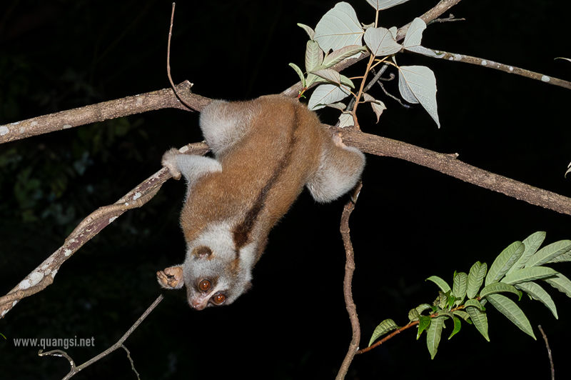 sunda slow loris phu quoc