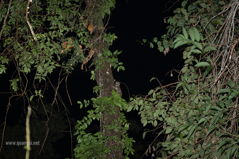 sunda slow loris phu quoc