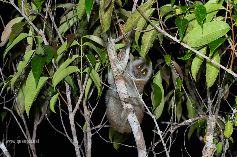 sunda slow loris phu quoc