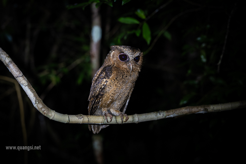herping in phu quoc 10