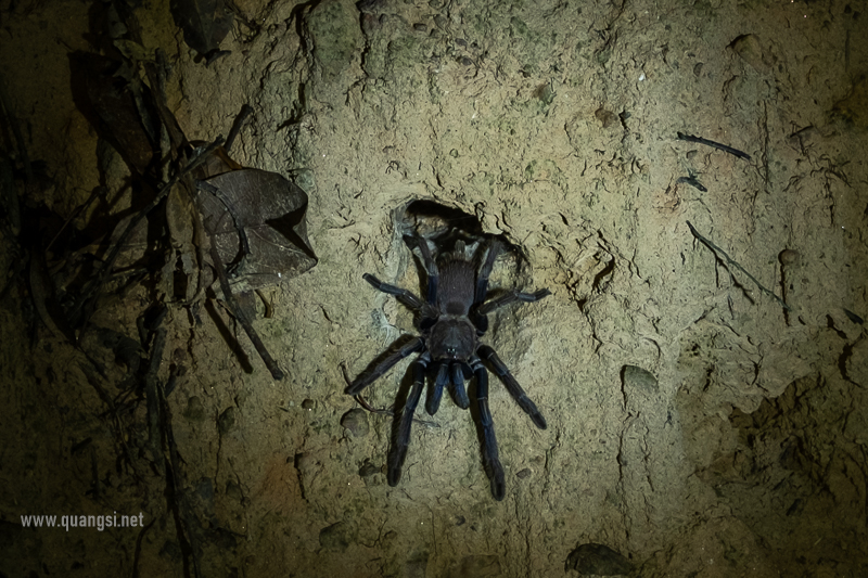 Vietnam blue tarantula - Chilobrachys dyscolus