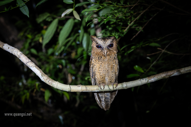 Collared Scops Owl - Otus lettia