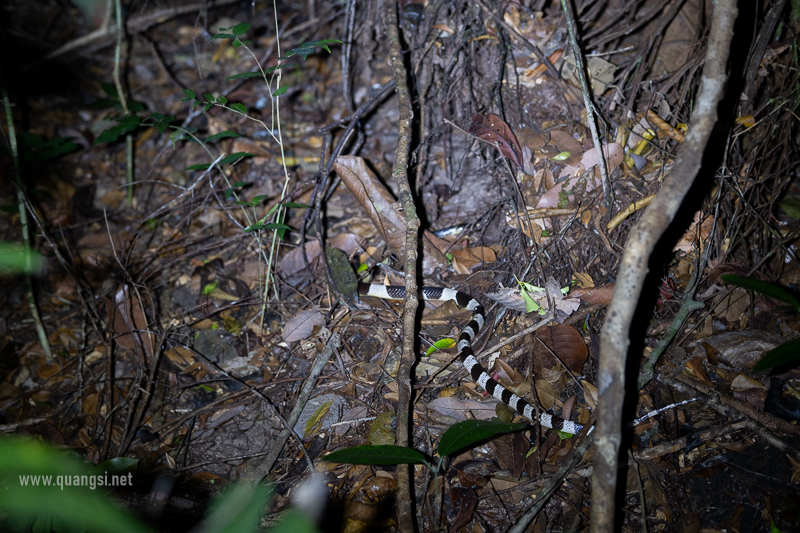 A venomous snake: Bungarus candidus (Malayan krait)