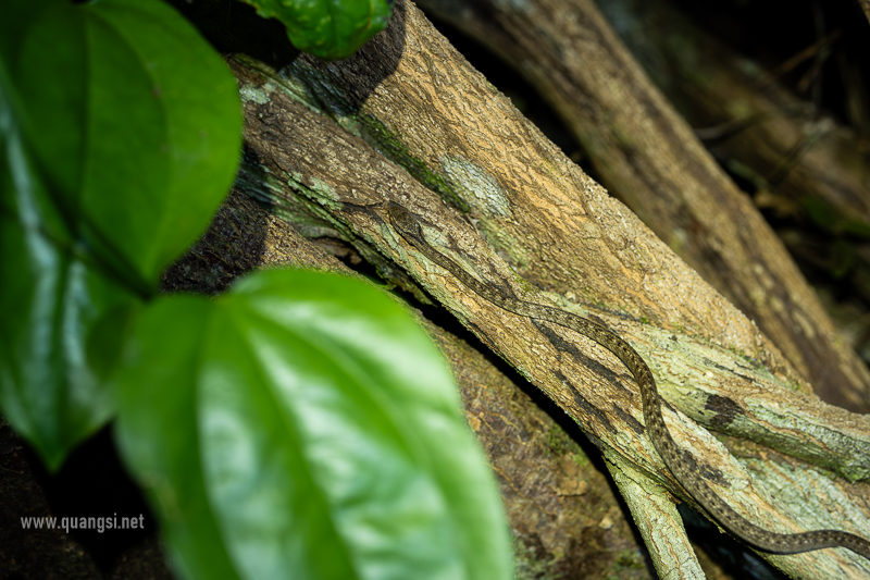 slug eater snake in phu quoc