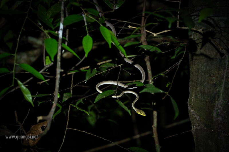 a non-venomous Asian vine snakes