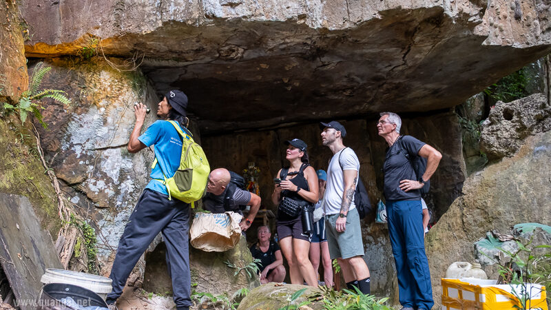 Looking for a green viper