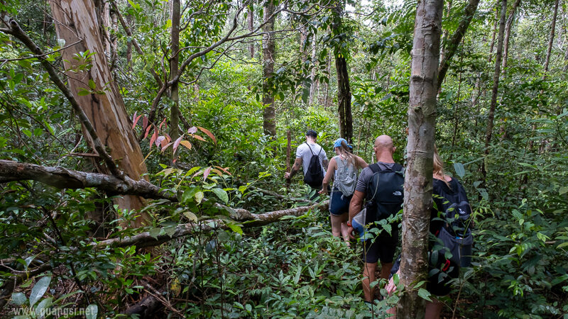 walking in the thick jungle phu quoc