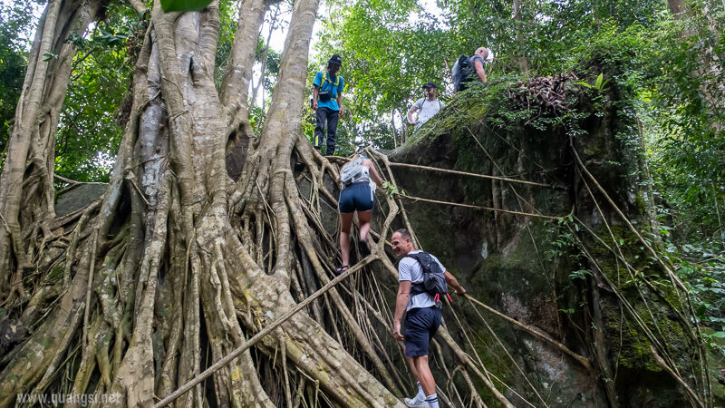 climbing up to the sumatra ficus