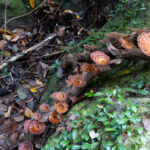 Gallery Thumbnail 11